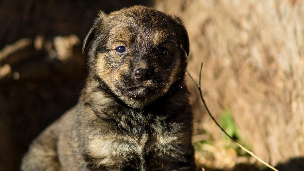Prefeitura promove feira de adoção neste sábado com 264 animais à espera de um lar