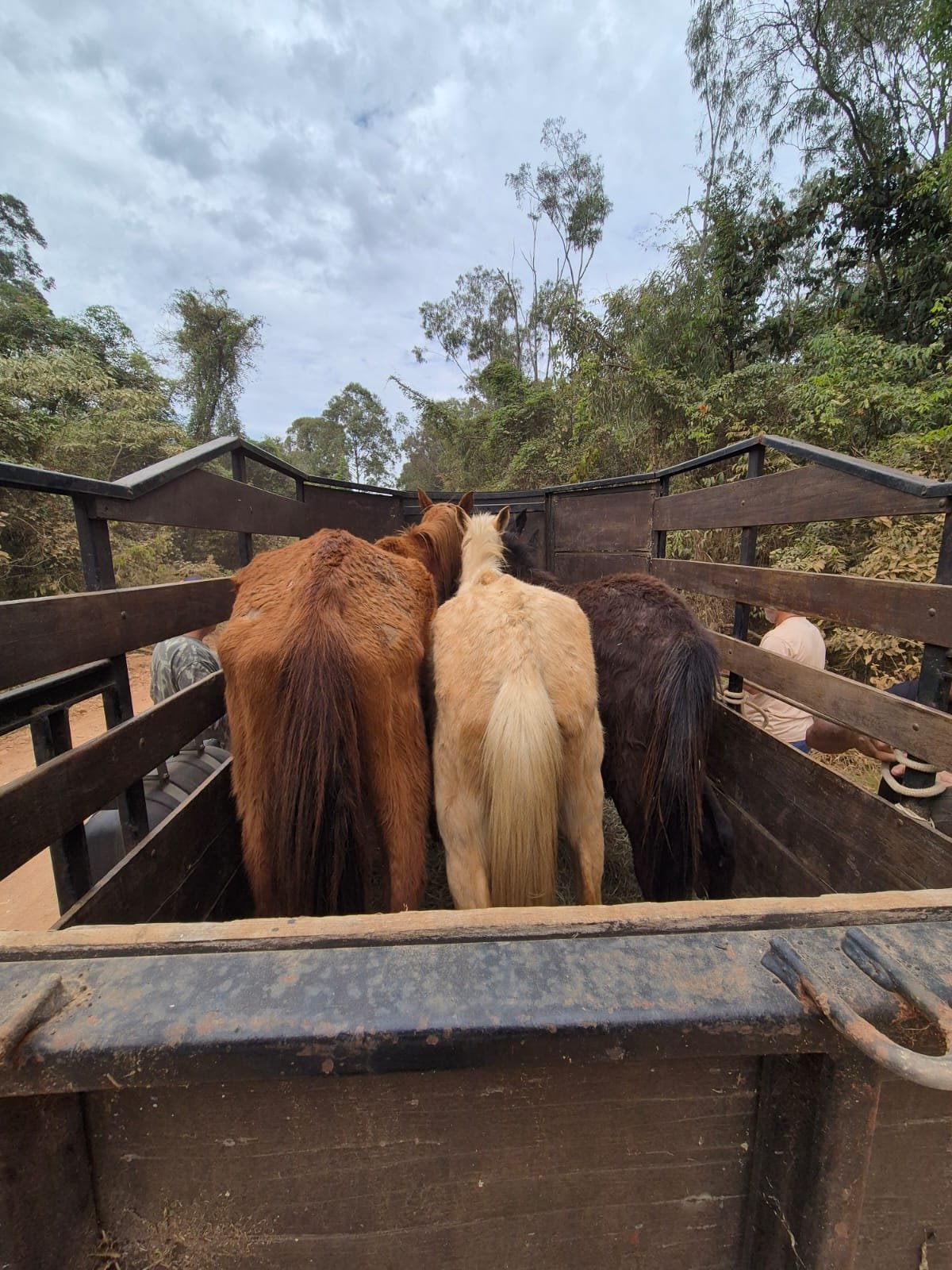 Defesa animal resgata três equinos em situação de abandono e maus-tratos