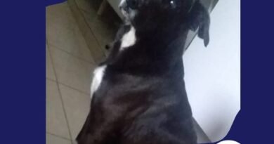 Homenagem ao cachorrinho Max – Funerais Pet