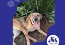 Homenagem a cachorrinha Poty – Funerais Pet