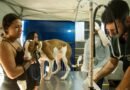 Defesa animal realiza agendamento para mutirão de castração em Santa Eudóxia