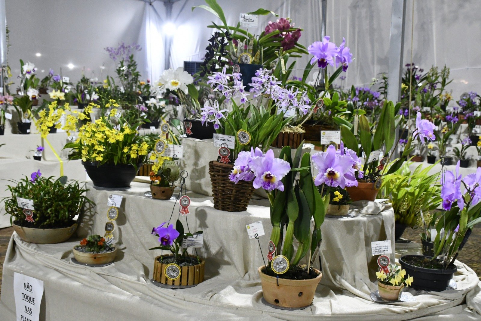 Secretaria abre inscrições para curso gratuito de cuidados com orquídeas