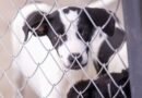 Defesa animal promove feira de adoção no próximo sábado com 251 animais à espera de um lar