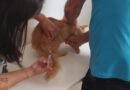 Posto de vacinação antirrábica muda de endereço em São Carlos