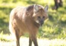Parque ecológico realiza atividades gratuitas sobre aves, lobo-guará e abelhas nativas neste sábado